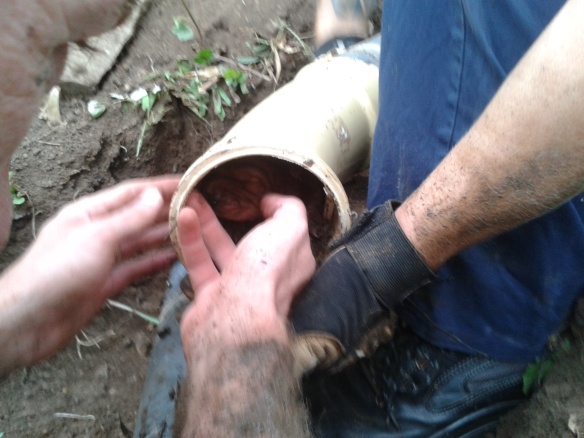 First puppy spotted inside the pipe while Piet tries to carefully extract the little guy